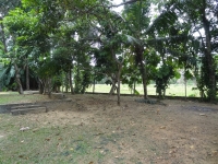 paddy field view 1