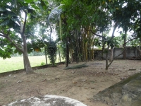 paddy field view 2